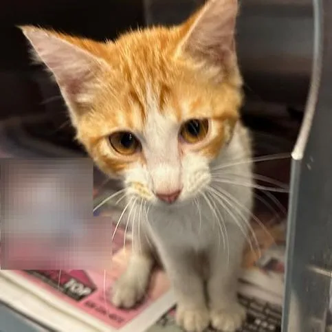 A baby small-sized male Orange / Red Domestic Short Hair cat named Kyle Minogue for adoption in Austin, TX