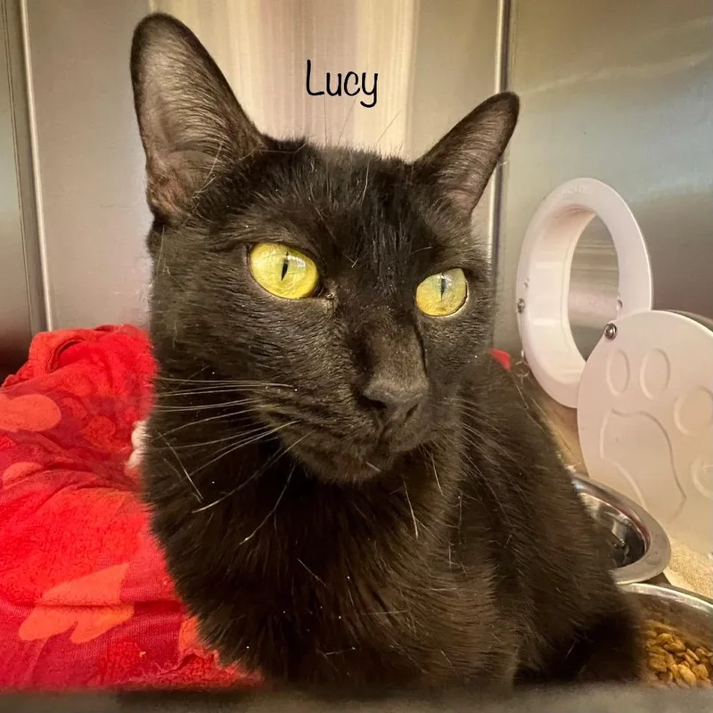 An adult medium-sized female Domestic Medium Hair cat named Lucy for adoption in Knoxville, TN