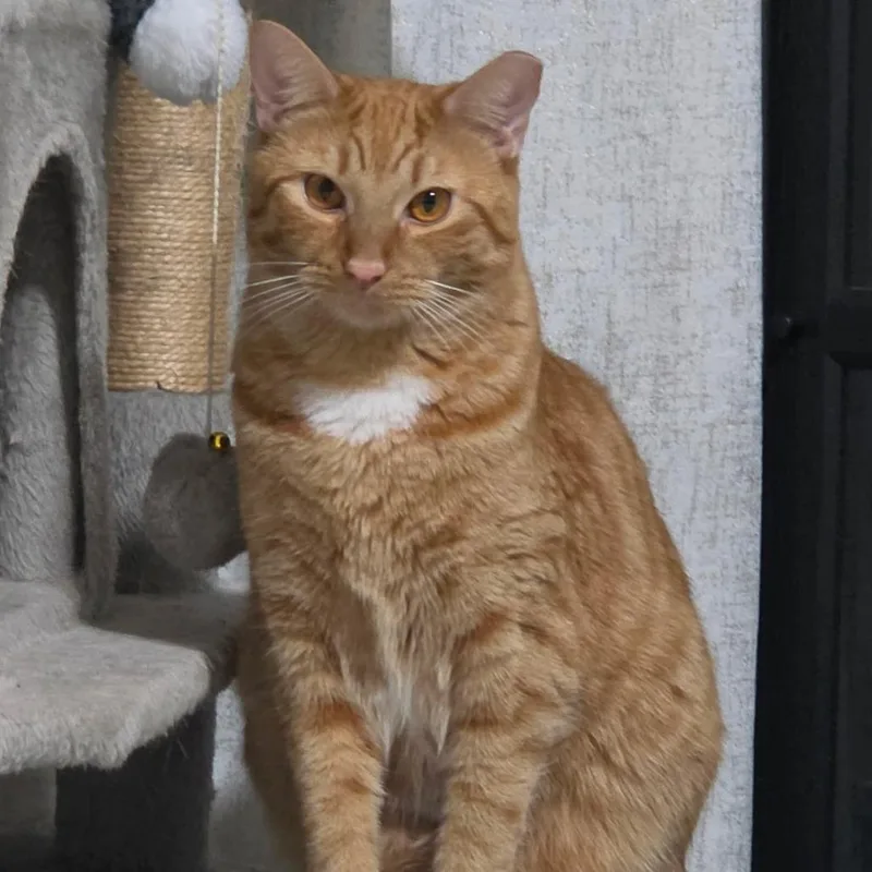 A young small-sized male Orange / Red Domestic Short Hair cat named Leo "Ginger" for adoption in Parkland, FL