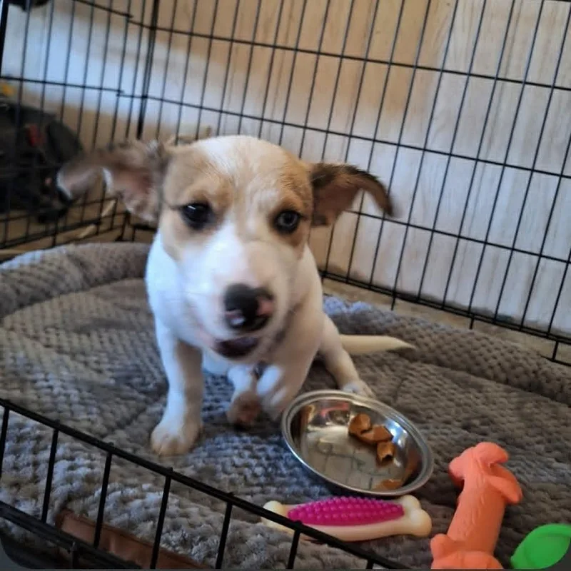 A baby small-sized male White / Cream Jack Russell Terrier dog named Barkley for adoption in Paramus, NJ