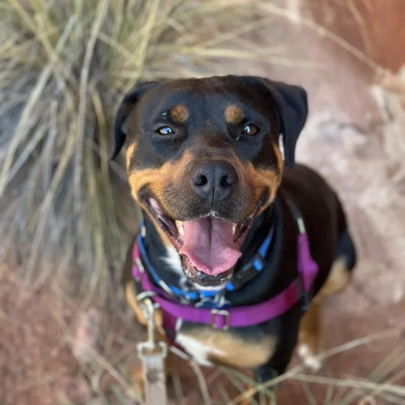 A senior medium-sized female Black Rottweiler dog named Licorice for adoption in Branford, CT