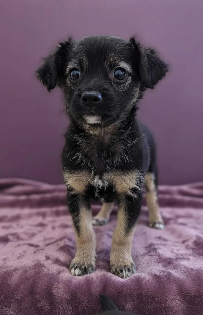 A baby small-sized female Tricolor (Brown, Black, & White) Chihuahua dog named Raven for adoption in Boca Raton, FL