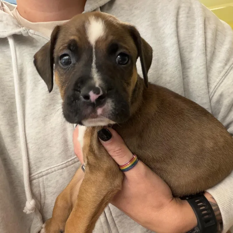 A baby medium-sized male Brown / Chocolate Mixed Breed dog named Mr. Mans for adoption in Red House, WV