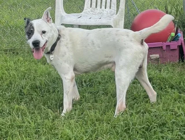 An adult medium-sized male Pit Bull Terrier dog named Winston for adoption in Upper Marlboro, MD