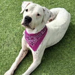 An adult large-sized female White / Cream Dogo Argentino dog named Athena for adoption in Henderson, NV