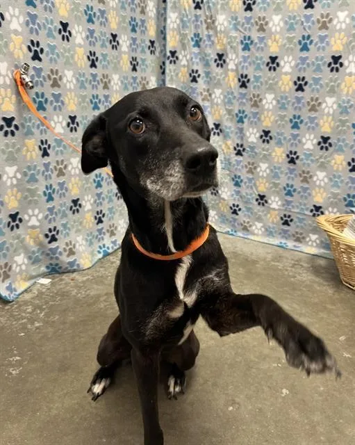 An adult medium-sized female Labrador Retriever dog named Syrup for adoption in Rosenberg, TX