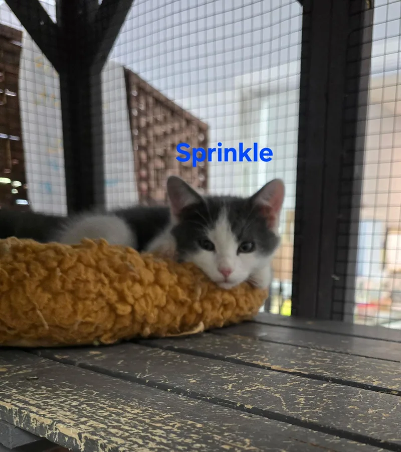 A baby small-sized male Gray & White Domestic Short Hair cat named Sprinkle for adoption in Buena Vista, VA