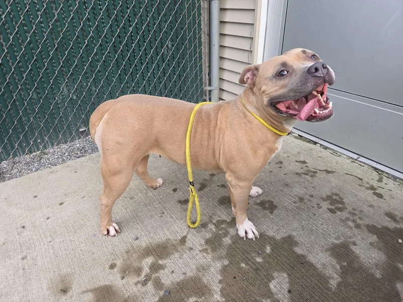 An adult medium-sized female Apricot / Beige American Bully dog named Luna Beam for adoption in Lock Haven, PA