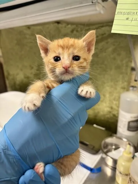 A baby small-sized female Domestic Short Hair cat named Joan for adoption in Riverside, CA