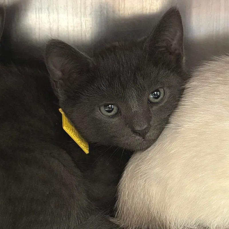 A baby small-sized male Gray / Blue / Silver Domestic Short Hair cat named Freedom Glider for adoption in Springfield, MA