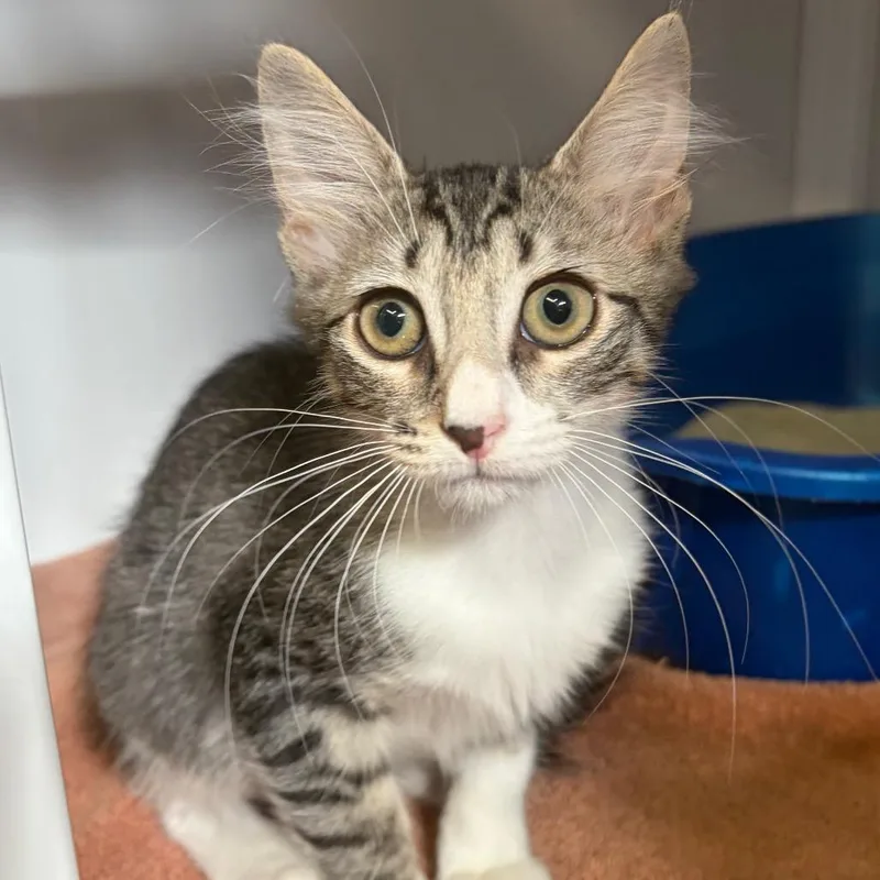 A baby small-sized female Brown / Chocolate Domestic Medium Hair cat named Danger Noodle for adoption in Sarasota, FL