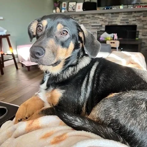 Reese