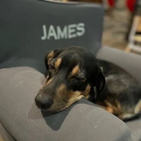 Reese thumbnail 3