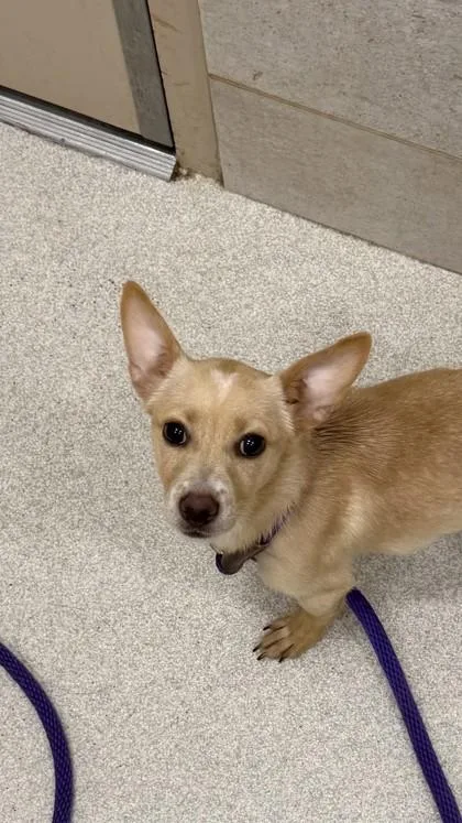 A young small-sized female Chihuahua dog named Maki for adoption in Honolulu, HI