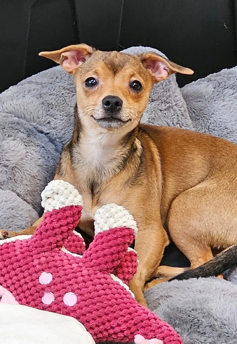 A young small-sized male Chihuahua dog named Hero Sussex for adoption in Rockaway, NJ