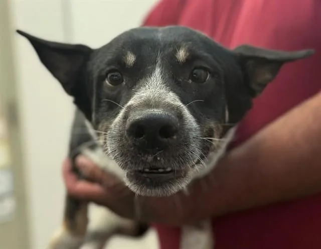 An adult medium-sized male Australian Cattle Dog / Blue Heeler dog named Bunker for adoption in Tucson, AZ