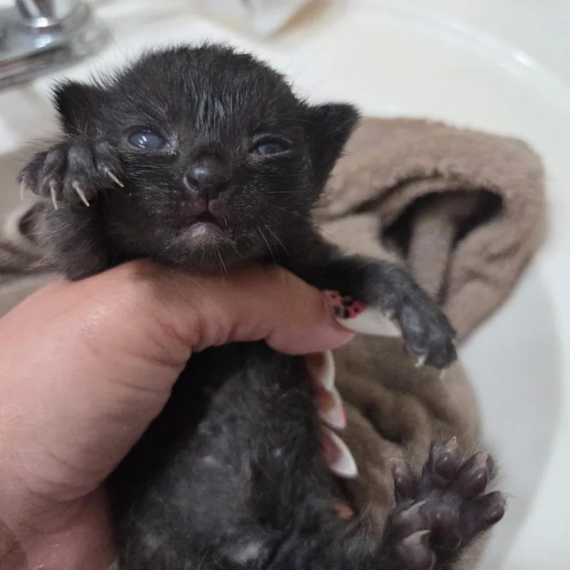 A baby small-sized female Black Domestic Short Hair cat named Tikki for adoption in Mount Juliet, TN