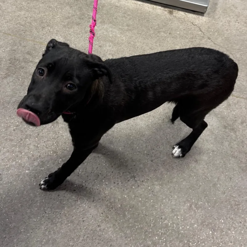 A young small-sized female Mixed Breed dog named Elune for adoption in Las Cruces, NM