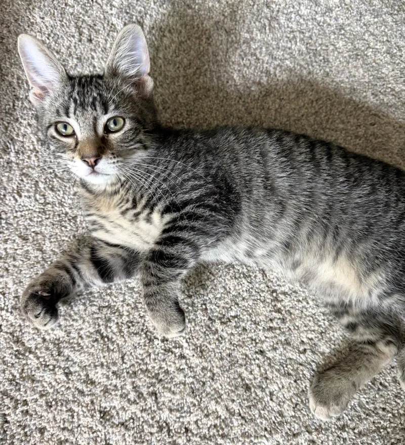 A baby medium-sized male Domestic Short Hair cat named Gordon and Lucius for adoption in Shawnee, KS