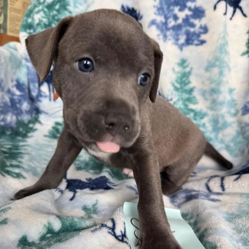 A baby medium-sized female Gray / Blue / Silver American Staffordshire Terrier dog named Stevie for adoption in Fredericksburg, TX