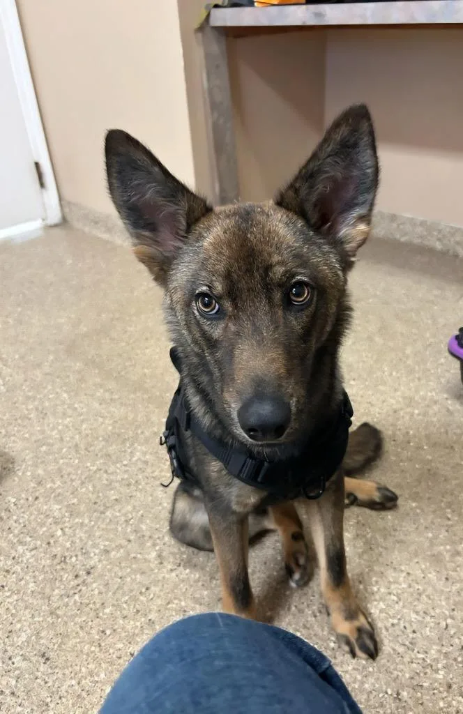 A young medium-sized male Dutch Shepherd dog named Max for adoption in Great Bend, KS
