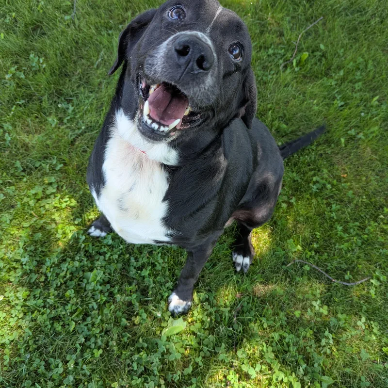 A senior large-sized male Black Labrador Retriever dog named Bonzo for adoption in Valparaiso, IN