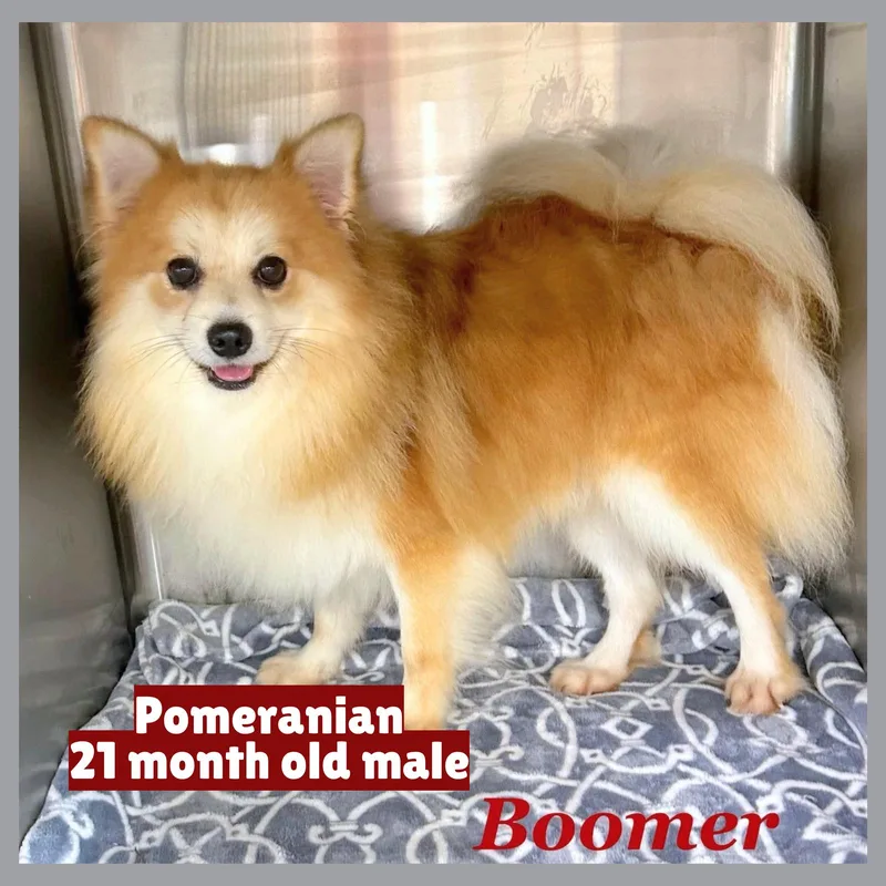 Boomer