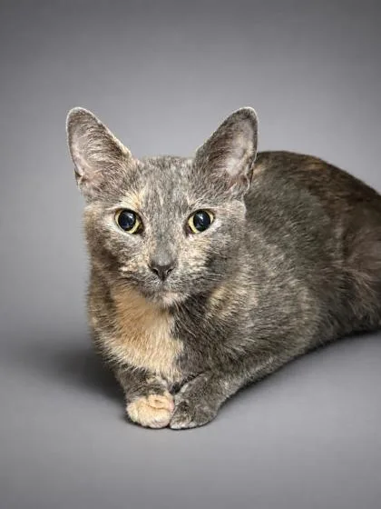 An adult large-sized female Domestic Short Hair cat named Mary for adoption in Bowling Green, KY