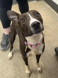 A young medium-sized female Black Border Collie dog named Barbara Jean for adoption in Cleveland, OH