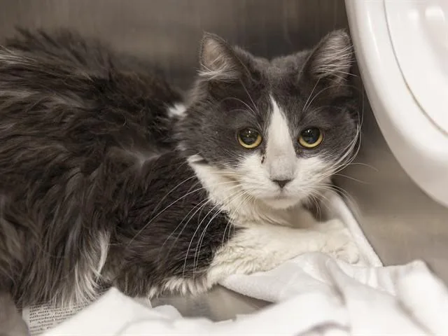 An adult large-sized female Domestic Medium Hair cat named Des for adoption in Phoenix, AZ
