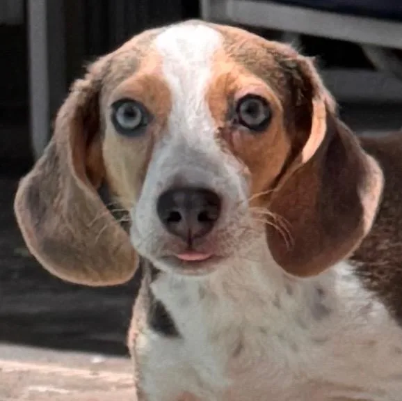 A baby small-sized female Beagle dog named Nosey RoseyPurebred Beagle Puppy! for adoption in Fort Myers, FL