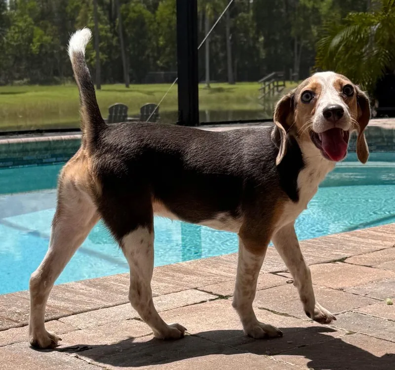 Nosey RoseyPurebred Beagle Puppy! thumbnail 2