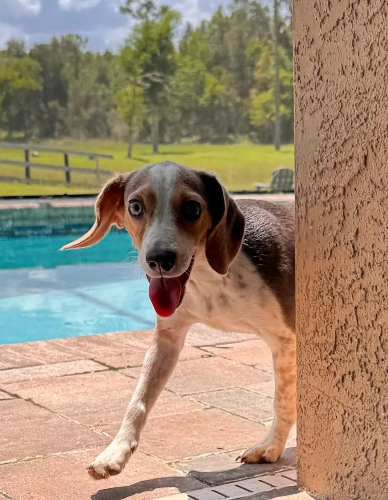 Nosey RoseyPurebred Beagle Puppy! thumbnail 3
