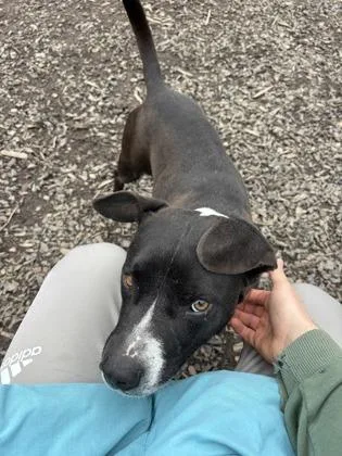 An adult medium-sized male Mixed Breed dog named Mannie for adoption in Atlanta, GA