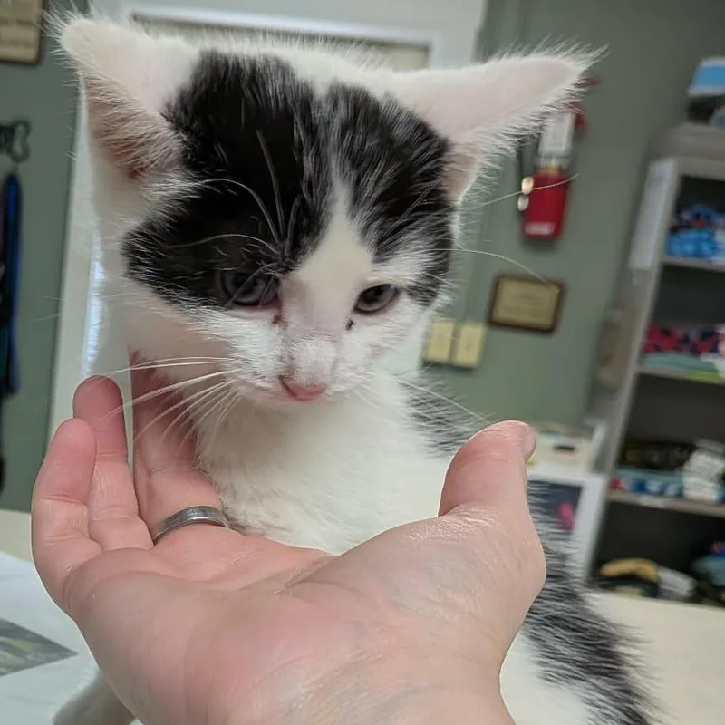 A baby small-sized male White Domestic Short Hair cat named Pound Cake for adoption in Greenville, PA