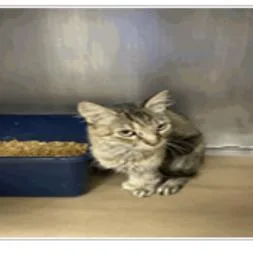 A young medium-sized female Domestic Short Hair cat named Betsy for adoption in Tampa, FL