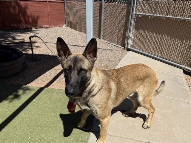 An adult large-sized male Belgian Shepherd / Malinois dog named Arthur for adoption in Phoenix, AZ