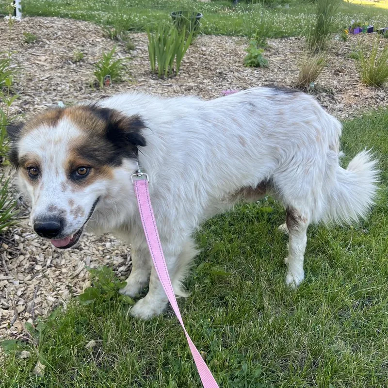 An adult medium-sized female White / Cream Cattle Dog dog named Wilbur for adoption in Buffalo, MN