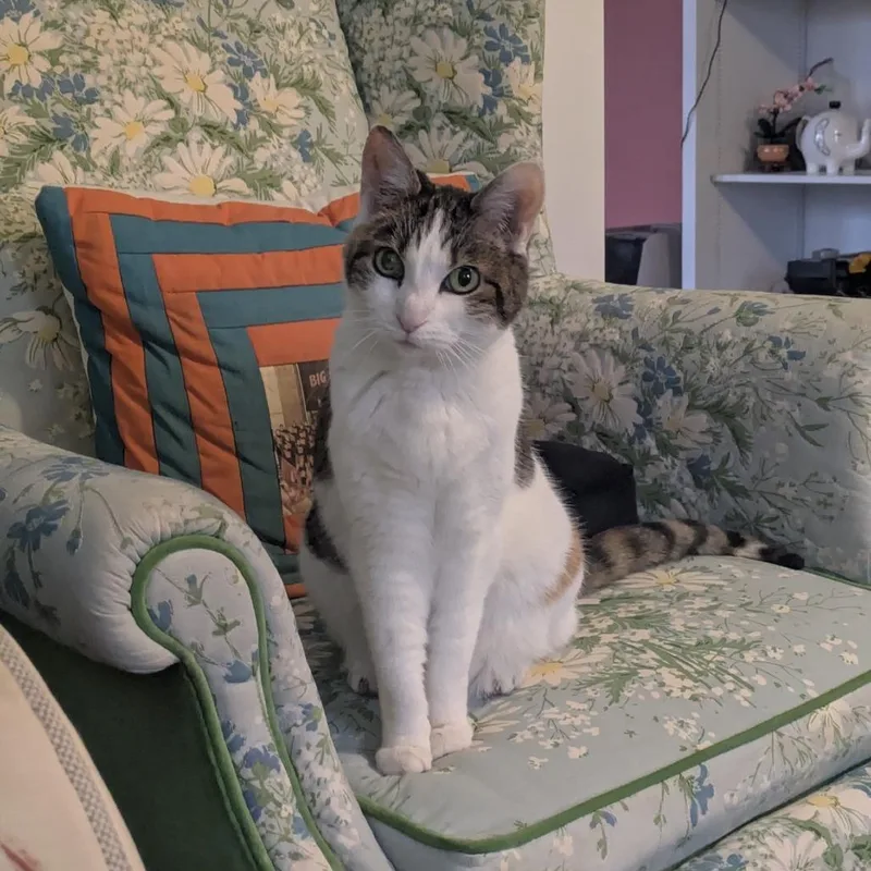 Confetti thumbnail 2