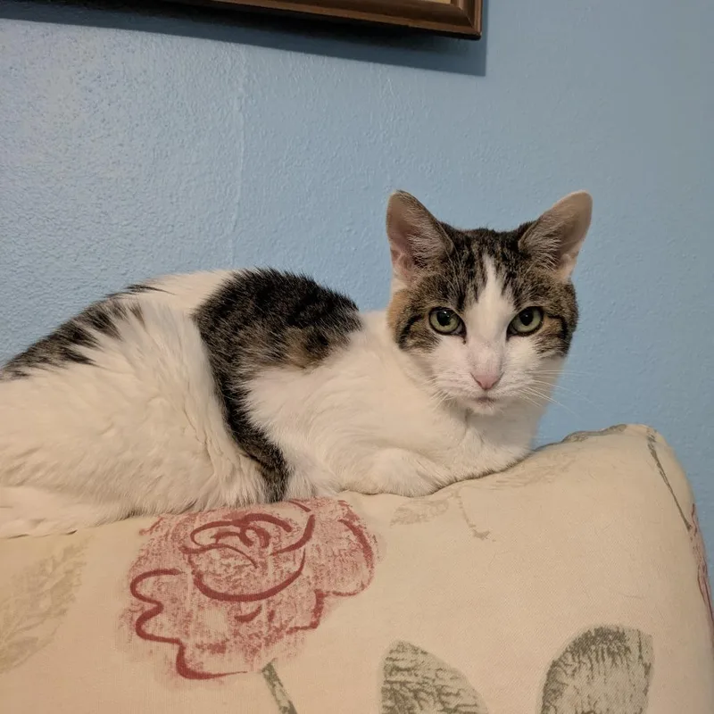 Confetti thumbnail 3