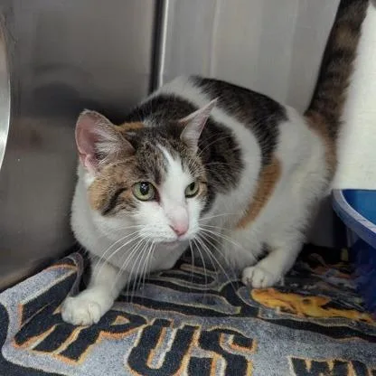 Confetti thumbnail 4