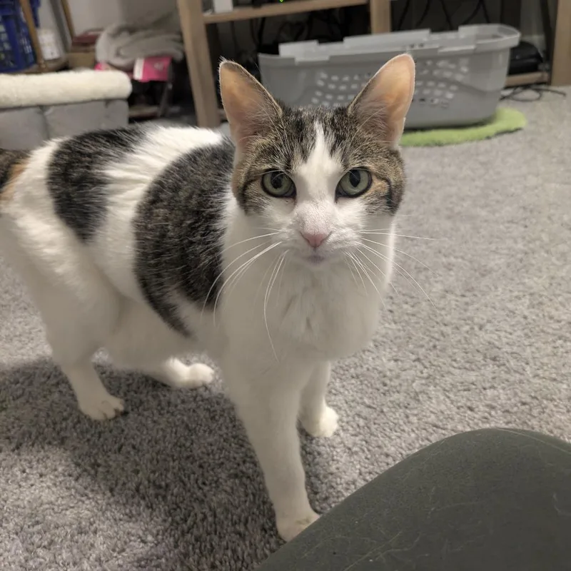 Confetti thumbnail 5