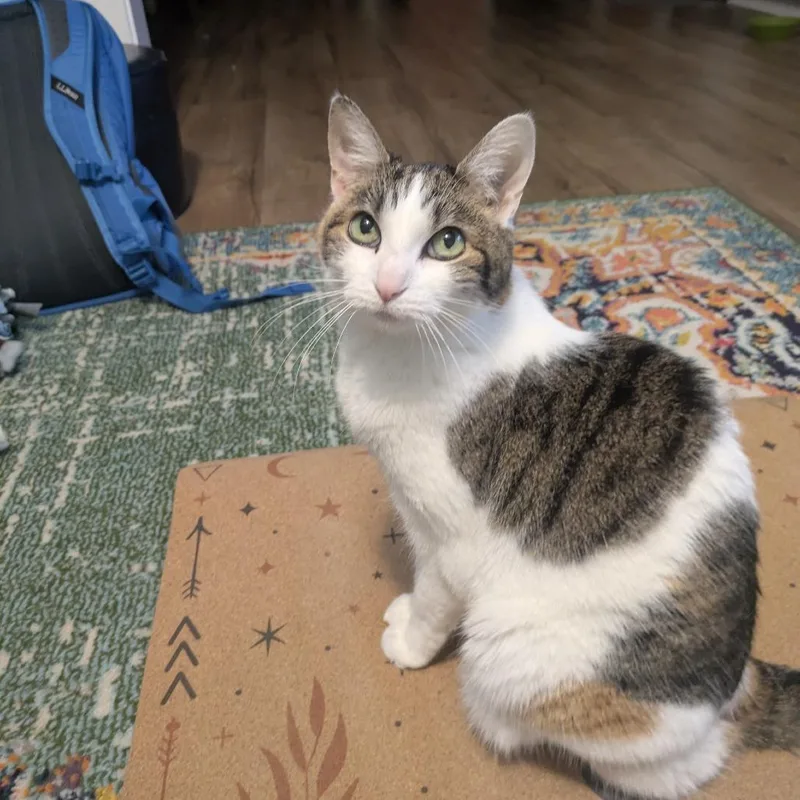 Confetti thumbnail 6