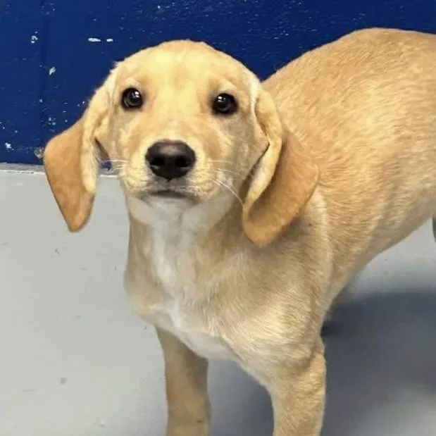 A baby medium-sized female White / Cream Mixed Breed dog named Yukon for adoption in Yaphank, NY