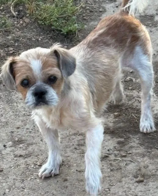 A senior small-sized male Apricot / Beige Mixed Breed dog named Benji for adoption in Tunica, MS