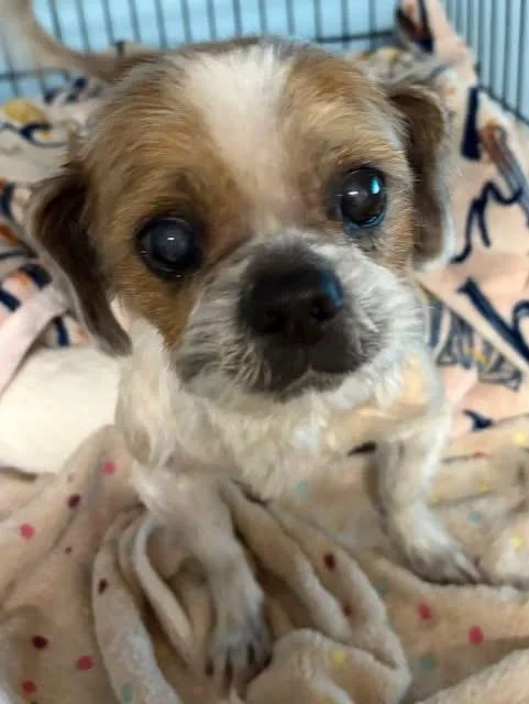 Benji thumbnail 6