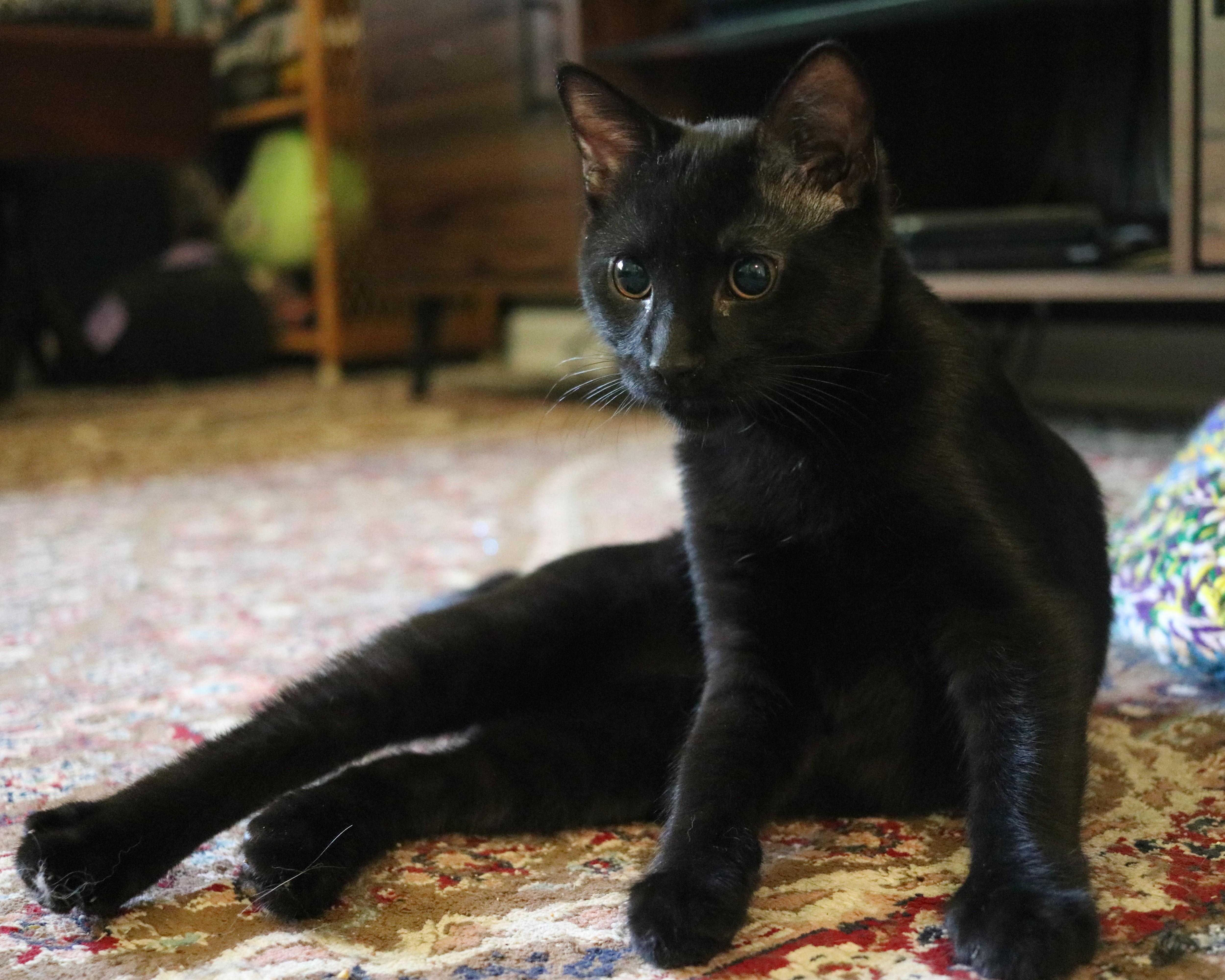 A young medium-sized male Black Domestic Short Hair cat named Jasper for adoption in Avondale Estates, GA