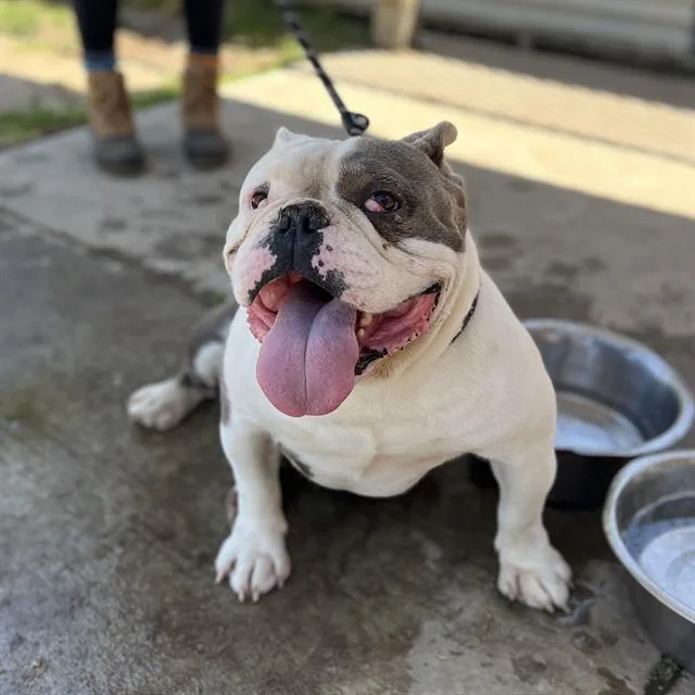 An adult large-sized male English Bulldog dog named Purdy for adoption in Modesto, CA