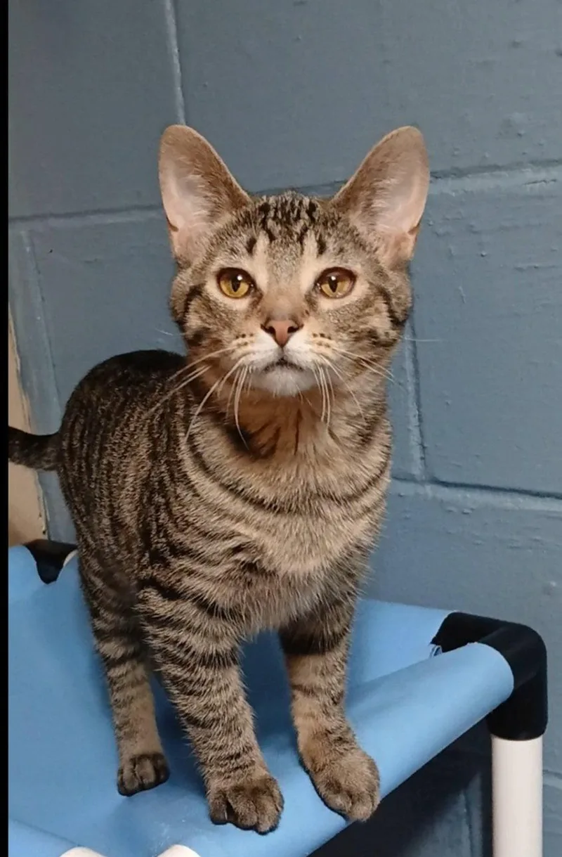 A baby medium-sized male Tabby cat named Prickly Pear for adoption in Bay City, MI