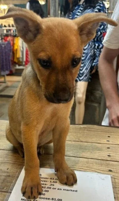 A young medium-sized male Labrador Retriever dog named Romeo for adoption in Blairsville, GA